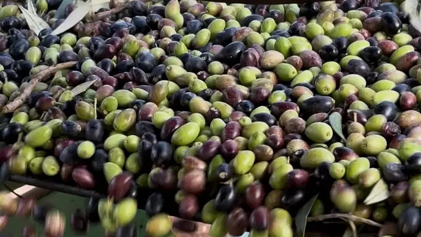 Esperienza Uliveto Olio Evo Fasano-4599