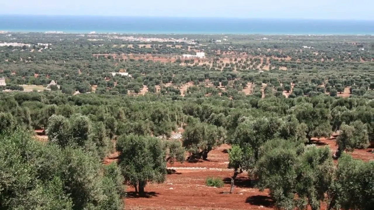 Ebene der Oliven von Fasano