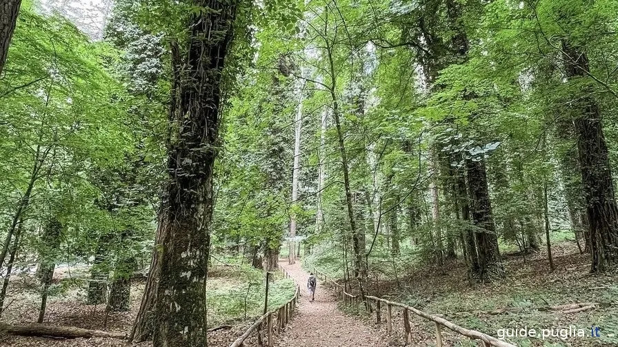 Forêt ombrienne, chemin dans la forêt