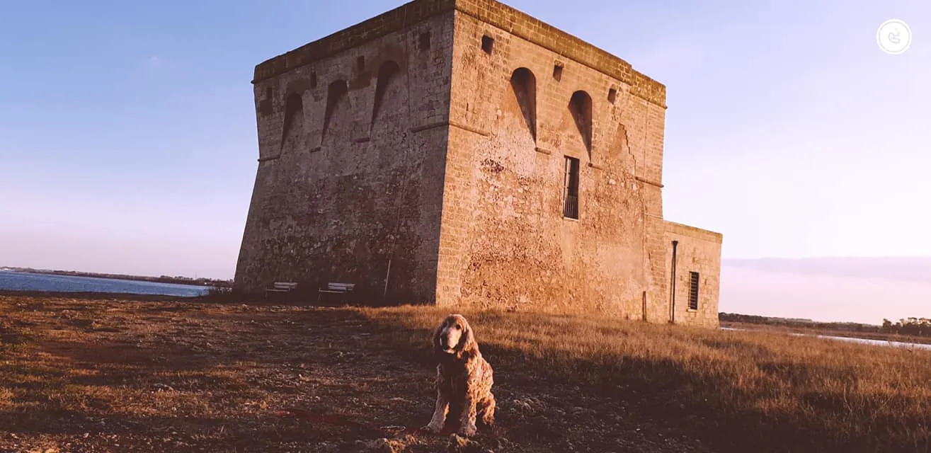 foto di un cane sotto la Torre Guaceto
