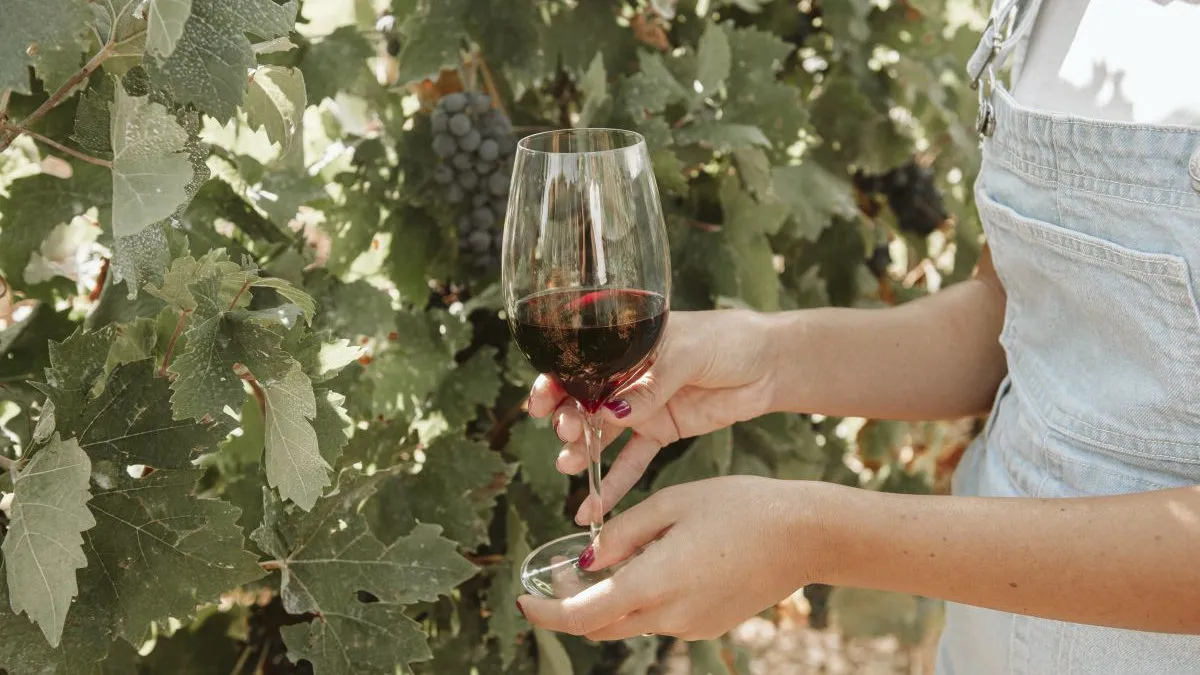 Degustazione Vini Fasano