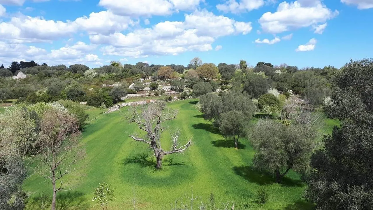 Trulli in Vendita in Valle d'Itria