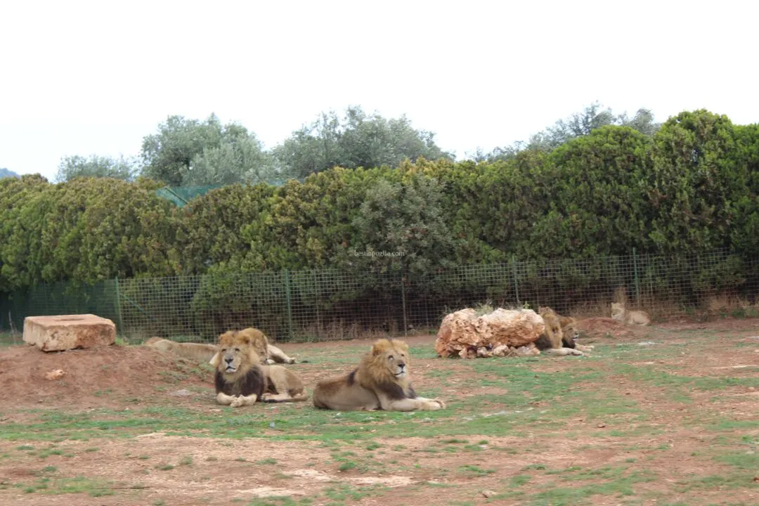 lions zoosafari