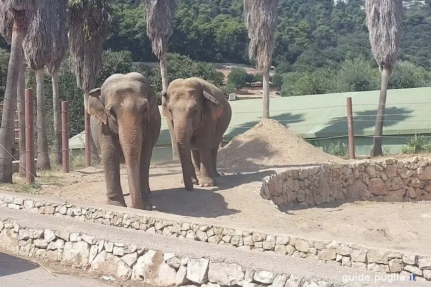 Zoosafari, Elefanten