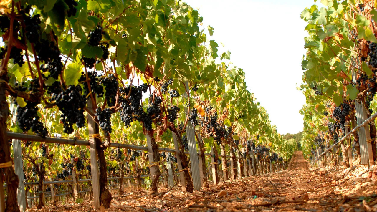 Wines Puglia: The best Apulian wines [red and white]