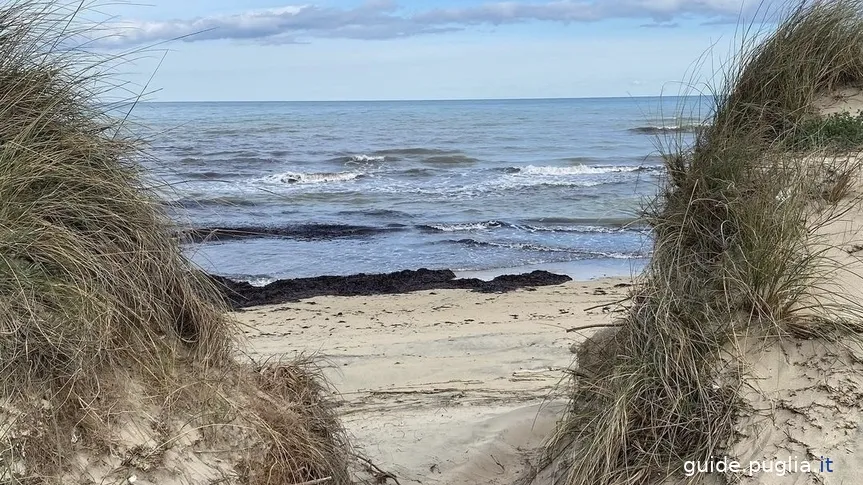 parc régional des dunes côtières, mer, plage