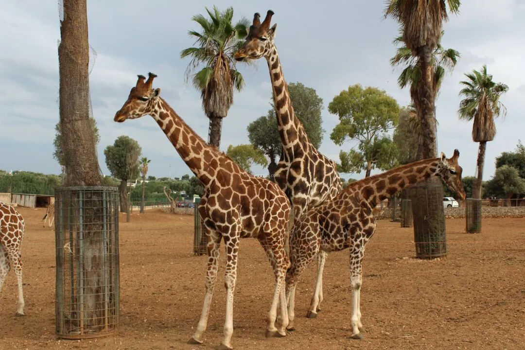 Giraffen zoosafari fasano