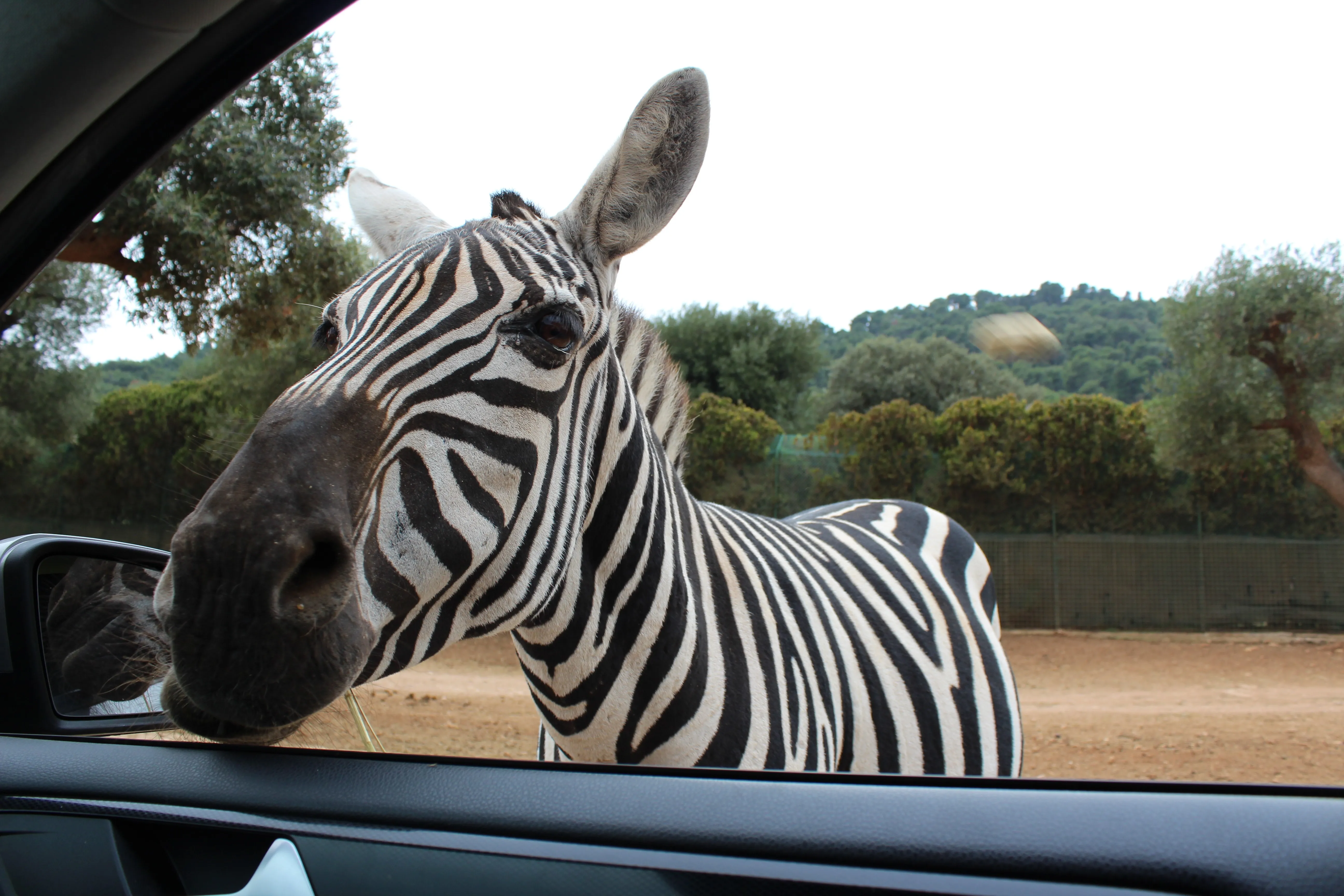 zebra zoo fasano