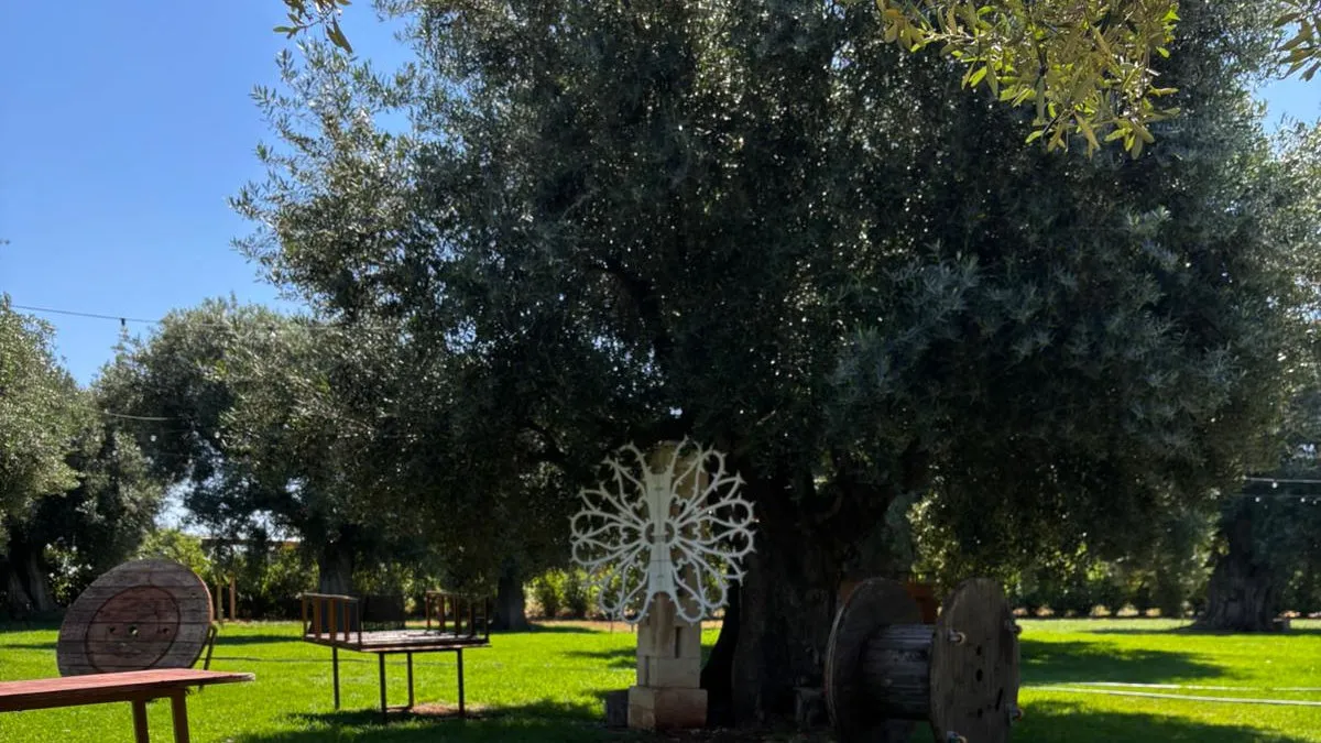 Esperienza Uliveto Olio Evo Fasano