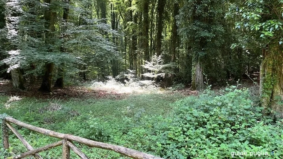 Umbrischer Wald - Naturschutzgebiet Gargano