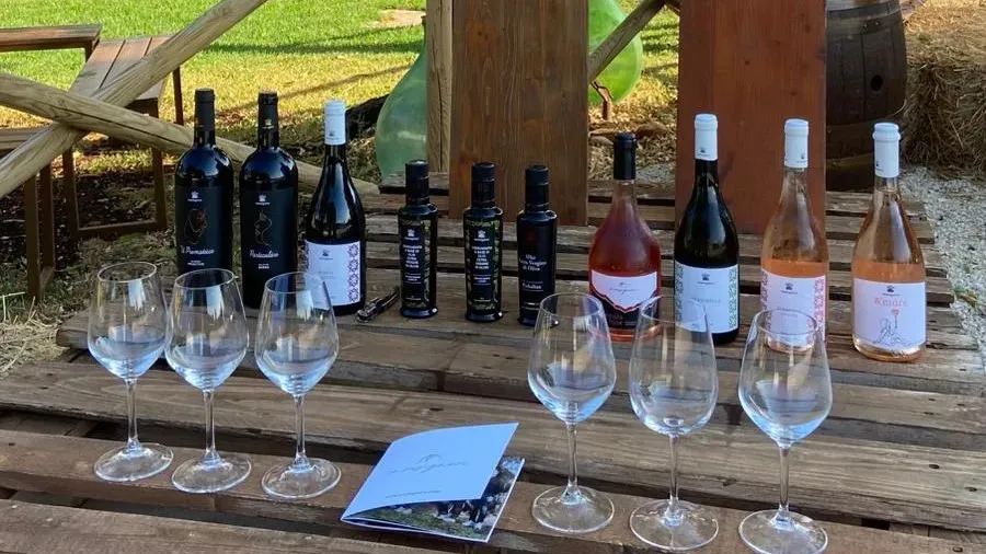 Esperienza Frantoio e Cantina a Fasano-3147