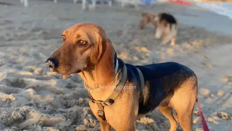 Spiagge Per Cani in Puglia