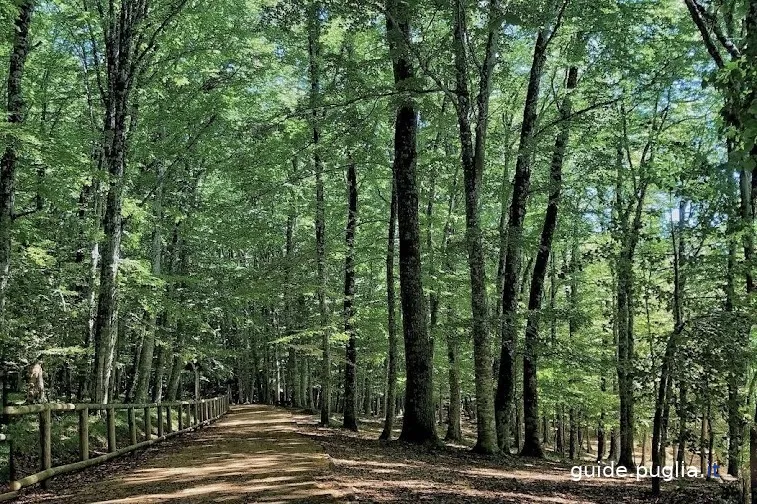 Forêt ombrienne, chemin dans la forêt 1