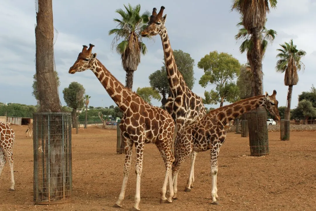 Zoo Safari divertirsi in Puglia allo Zoo Fasano 1