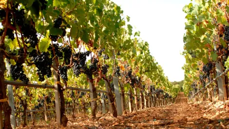 Vini Puglia: I migliori vini pugliesi [rossi e bianchi]