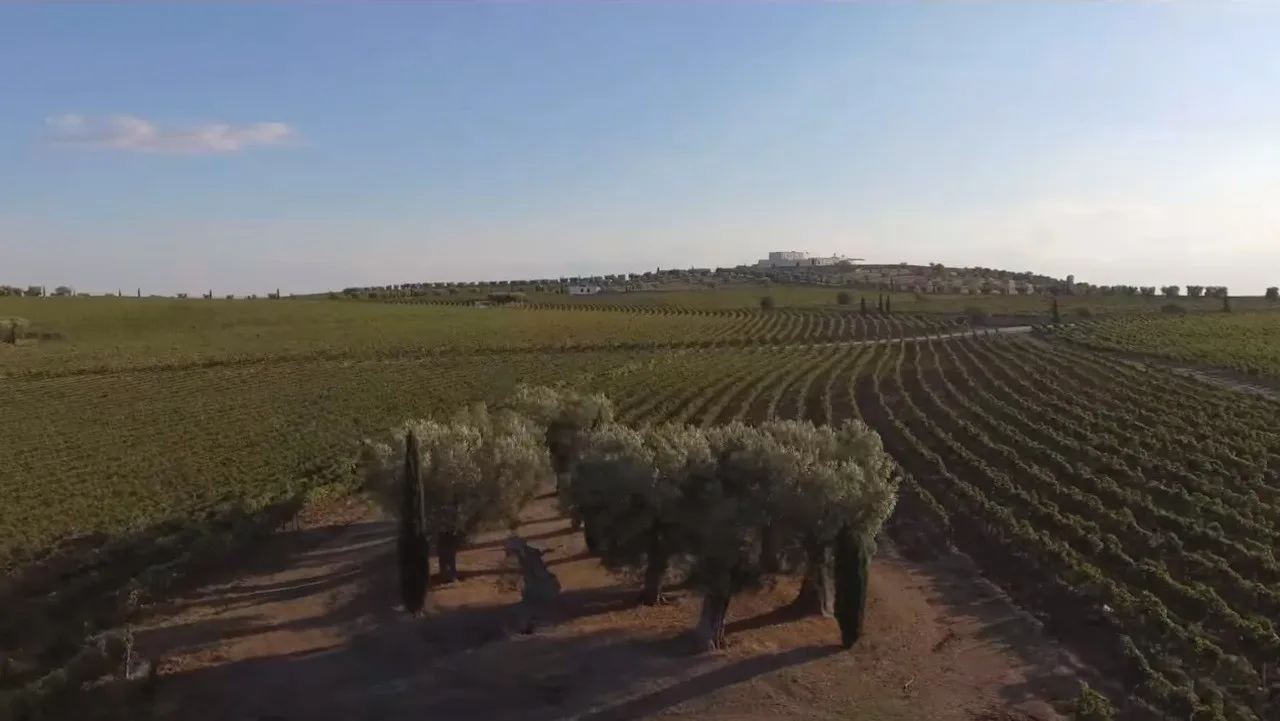 Harvest experience in Puglia: why do it