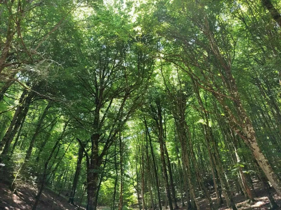 Foresta Umbra - Gargano Riserva Naturale