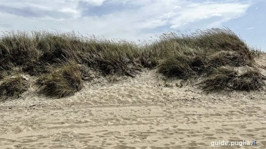 parco regionale delle dune costiere, dune