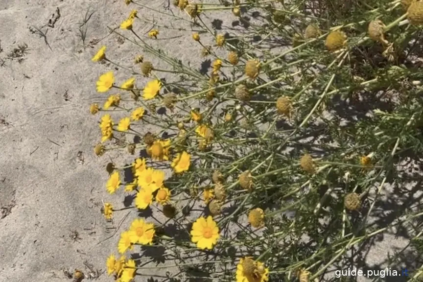 parco regionale delle dune costiere, flora, dune