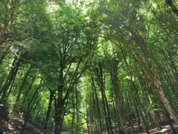 Forêt d'Umbra - Réserve naturelle du Gargano