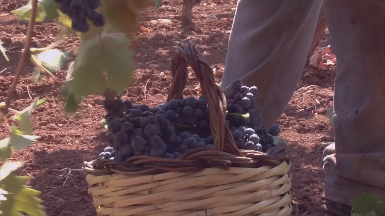 Ernteerlebnis in Apulien: Weinkultur