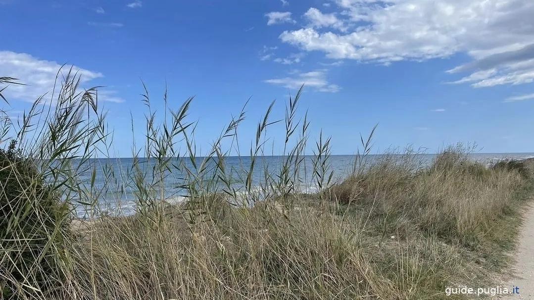 parco regionale delle dune costiere, dune