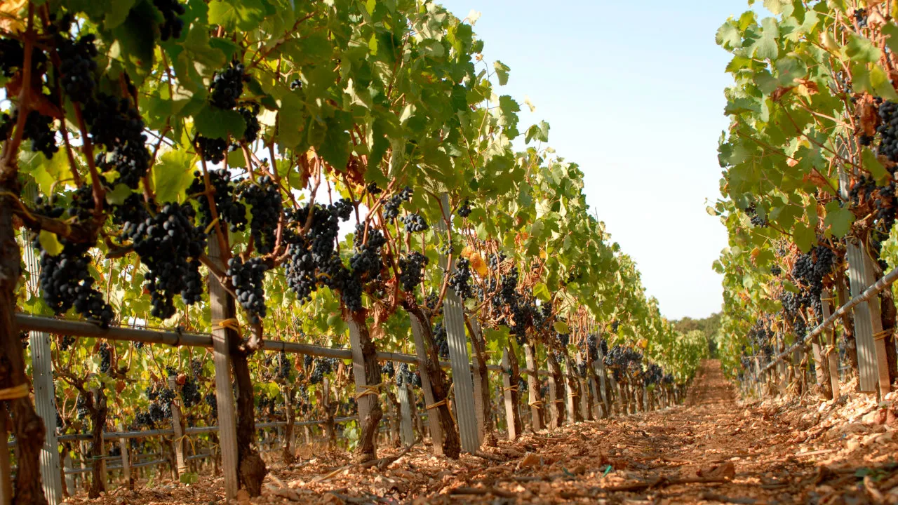 Degustazione vini con visita in vigna a Martina Franca