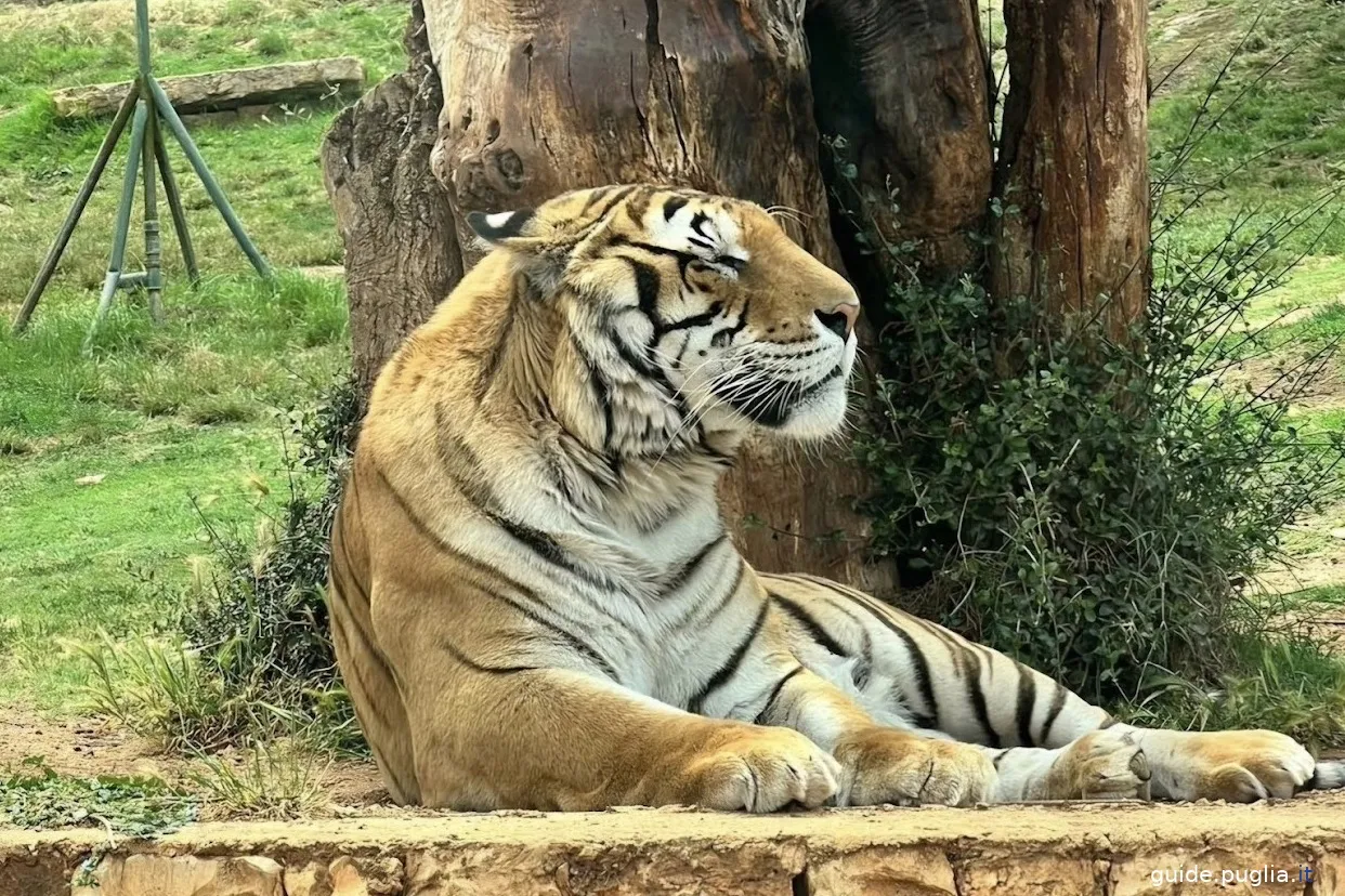 zoo safari, tiger