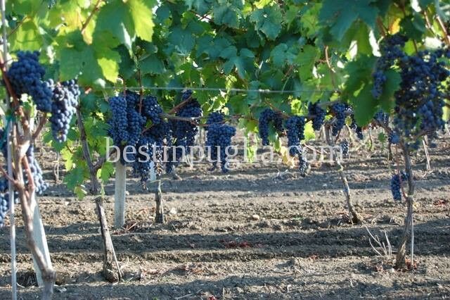 Vini Puglia: I migliori vini pugliesi [rossi e bianchi]