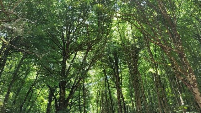Foresta Umbra - Gargano Riserva Naturale