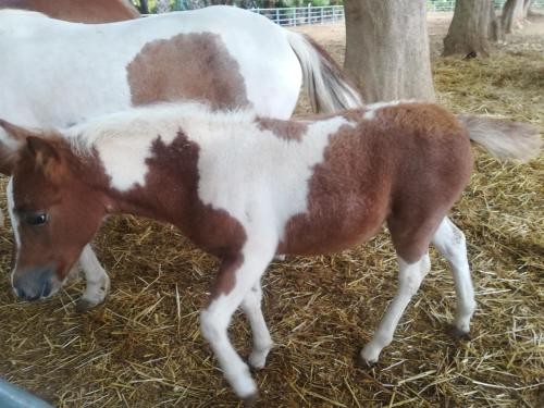 Agriturismo Torrevecchia